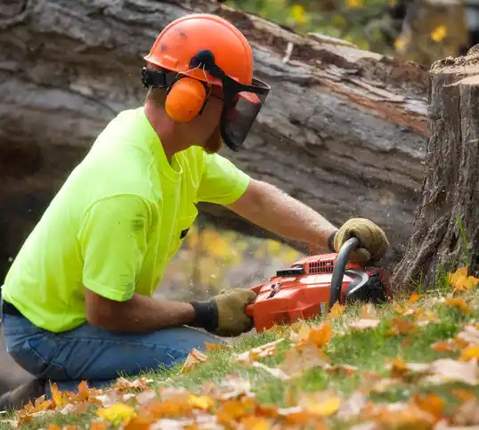 tree services Terrace Park